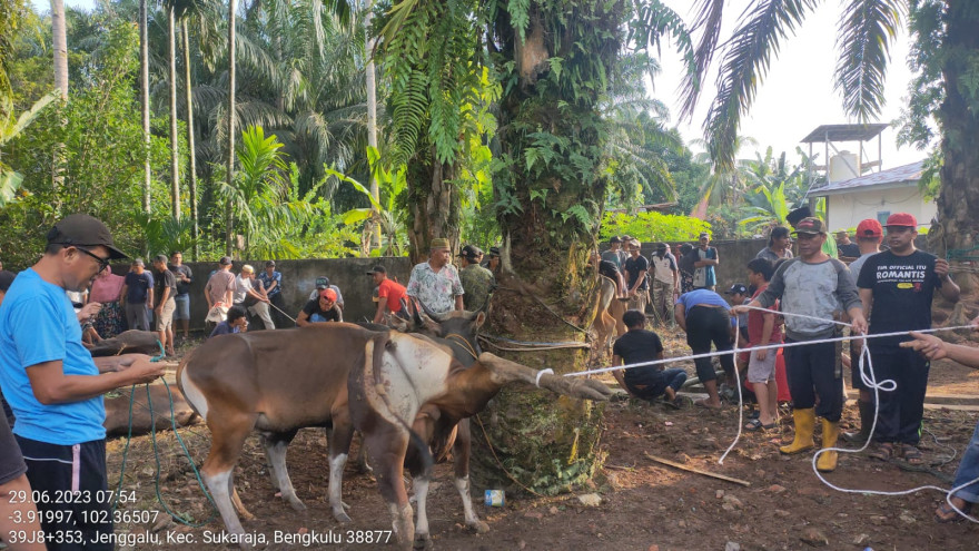 Hari Raya Idul Adha dan Pemotongan Hewan Qurban di Desa Jenggalu Sebanyak 16 Sapi